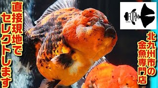 金魚の里親 It's been a year and a half since I got my goldfish from a famous