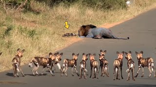 Download Lagu WILDE HONDEN ONTDEKKEN EEN LEEUW DIE HUN VRIEND AANVALT MP3