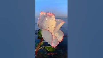 تلاوة مباركة من سورة ألفجر. ألشيخ رعد محمد ألكردي
