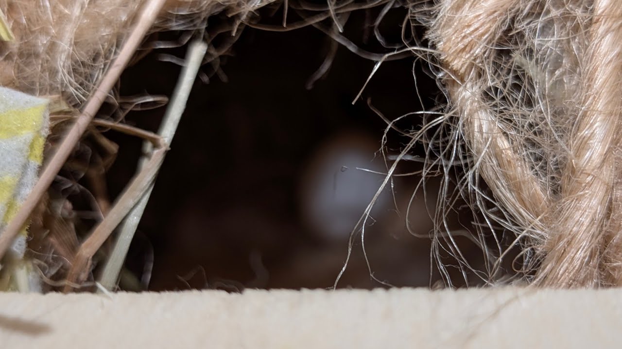 The First Eggs! | Inside the Nest #parrotfinches#breeding#nestcam 