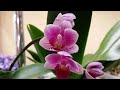 Посадка мини орхидеи..в керамзит и лечузу пон..24.01.2020.