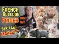 FRENCH BULLDOG PRICES | Why Are They So Expensive? | VLOG 14 の動画、YouTube動画。