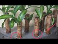 FORTUNE PLANT//HOW TO PROPAGATE IN WATER