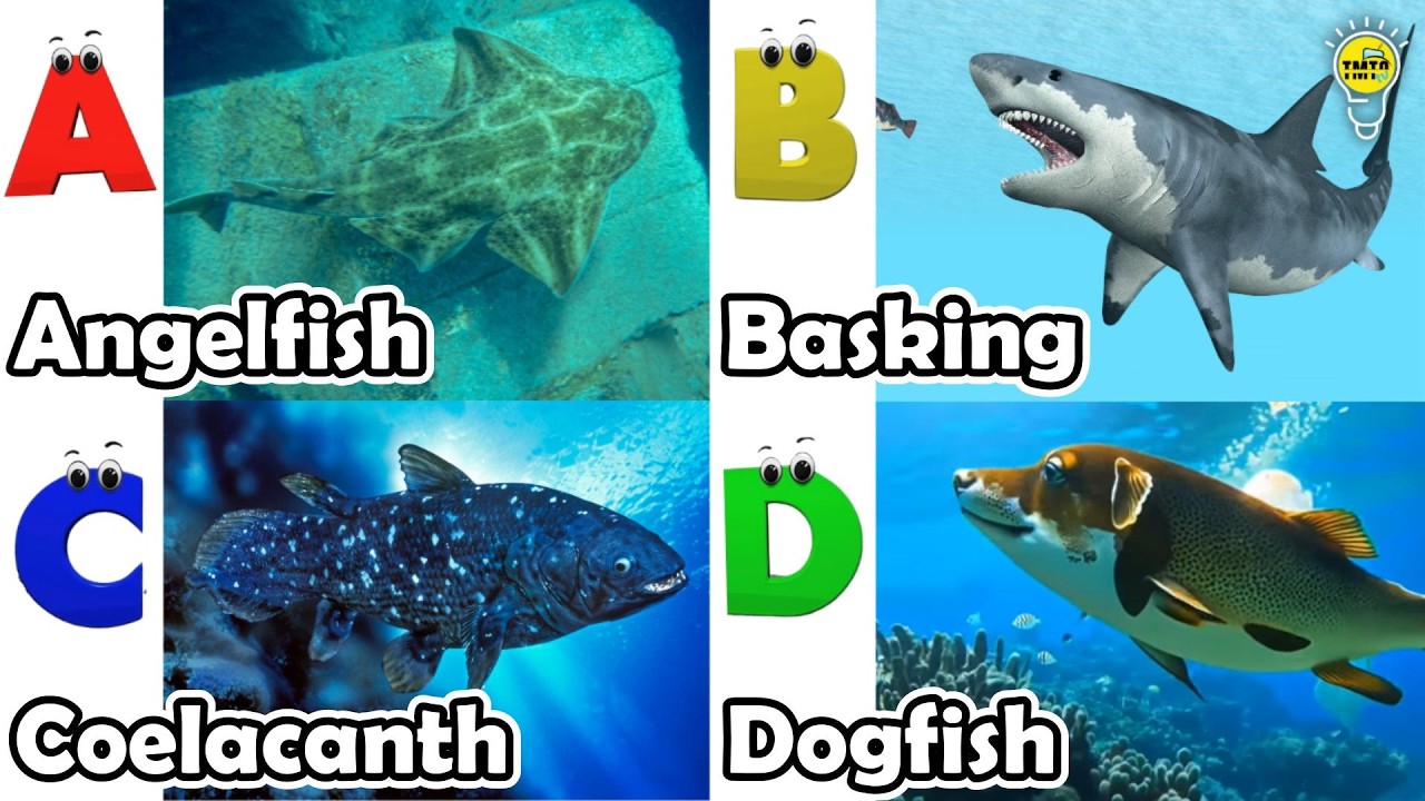 ABC phonics animals | ABC Sea Animals song | Alphabets Kids Song # ...