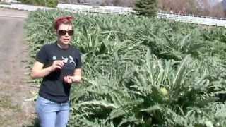 Watching Artichokes Grow