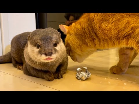 ??????? ???????????????????????Present from otter ? to cat ? on Valentine's Day!
