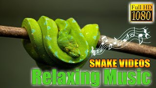 Relaxing Music I Calm Music I Snake Videos screenshot 5