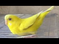 セキセイインコの発情*シャチホコポーズ*