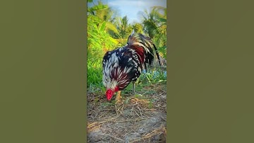 Gà Ngũ Sắc #xuhuong #gachoivietnam #framing #mientay #xuhuong #thinhhanh #tigatuyen #cambodia