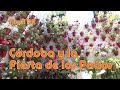 Córdoba y la Fiesta de los Patios. Nivel B2