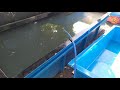 Bak Fiber untuk wadah budidaya lobster