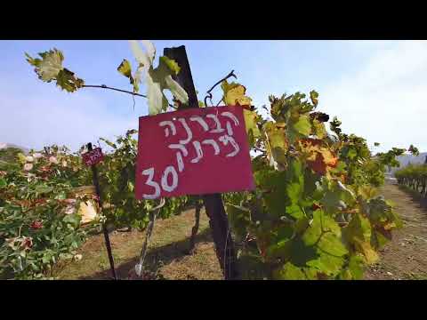 کارخانه شراب سازی و پنیر گرینلی تل شیفون بلندی های جولان