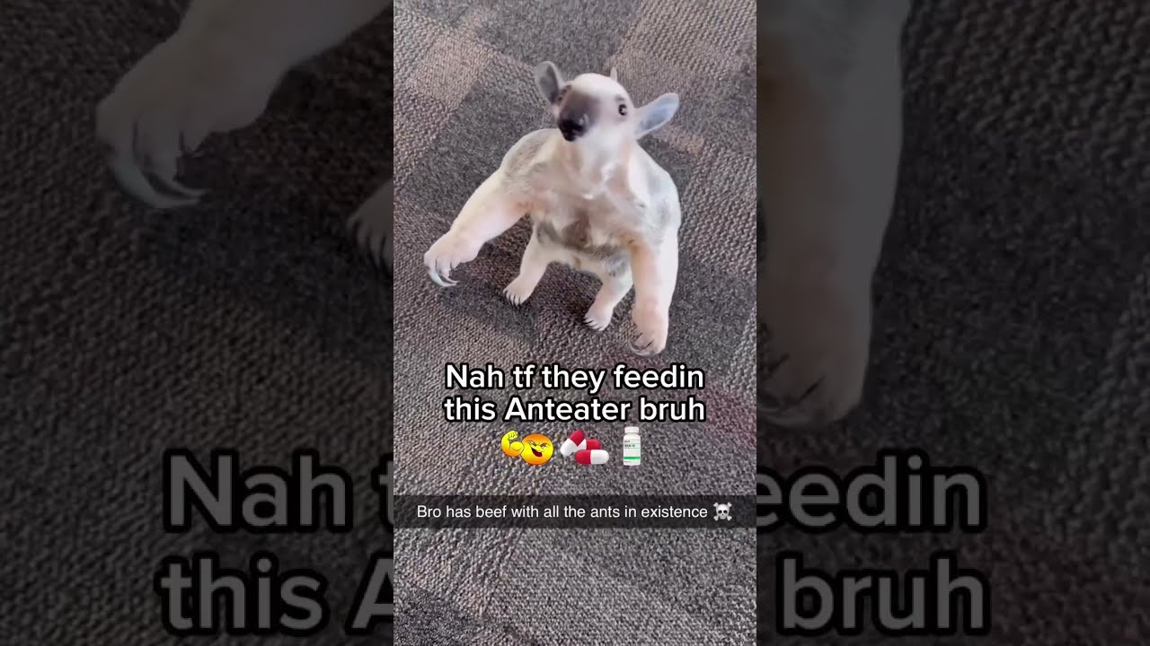 Nah Tf They Feedin This Anteater Bruh 
