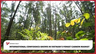 International confidence grows in Vietnam's forest carbon market | Vietnam Today