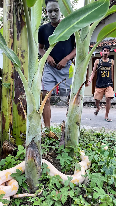 Cemong Was Shocked! This Long Animal Suddenly Appeared in Front of Him! #shortsfeed #shortvideo #...