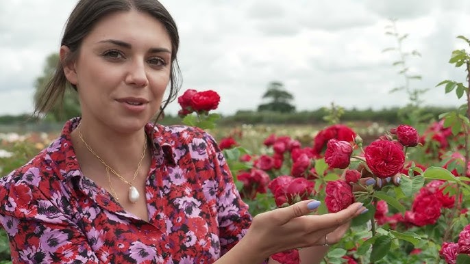 What to Grow with Roses  BBC Gardeners World Magazine