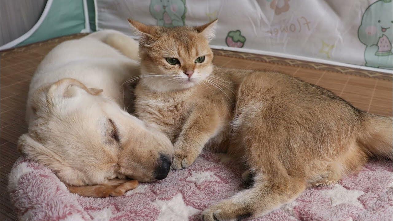 @Lucia56879 Incredible love story! Labrador retriever hugs kitten and falls asleep