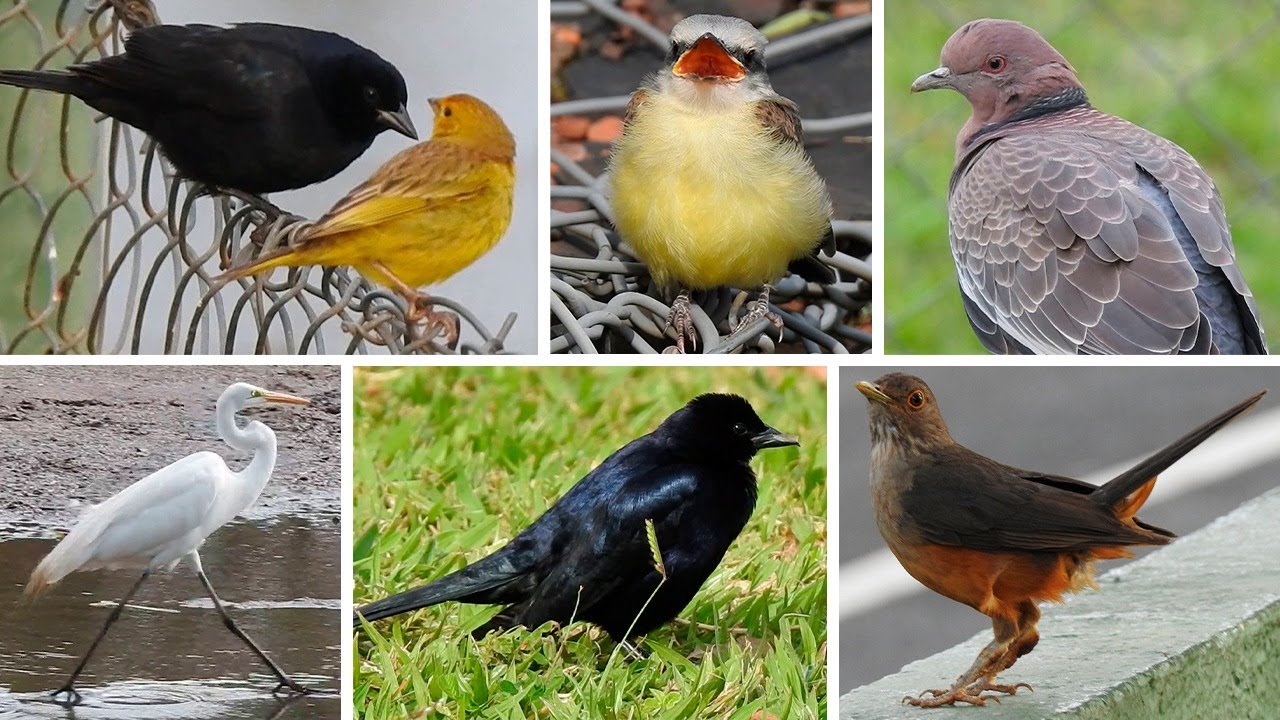 Passarinhada no Parque do Sabiá - Uberlândia MG - 282