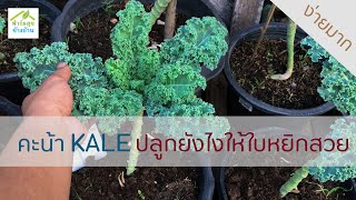 ปลูกคะน้า KALE ยังไงให้ใบหยิกสวย / ฟาร์มสุขข้างบ้าน