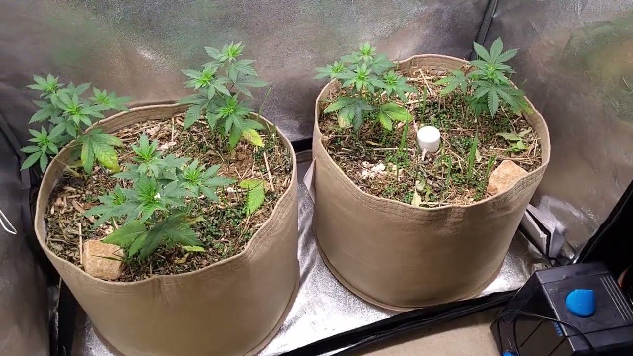 Lemon Tree, Orange Juice & Skywalker Kush, Garden Update #2