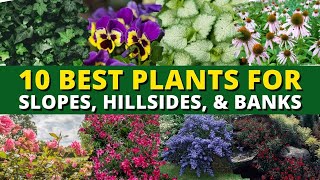 10 Best Plants for Slopes, Hillsides and Banks in Your Garden 🍃🌿 Garden Trends 👍👌