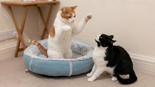 Cat Slaps | Watch Until The End