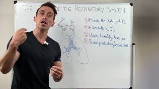 Respiratory System 101 for Nurses & NCLEX: Anatomy, Physiology