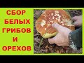 Cбор белых грибов видео моей тихой охоты