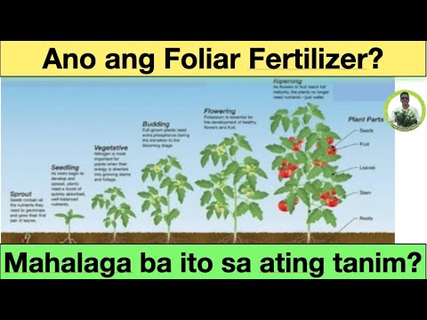 Video: Mga Pataba Para Sa Patatas: Alin Ang Mailalapat Kapag Nagtatanim Sa Butas At Sa Taglagas? Ang Pinakamahusay Na Dressing Ng Foliar At Root Para Sa Lumalaking Patatas