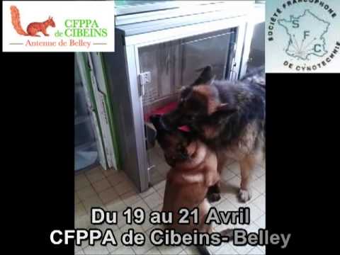 Vidéo: Top 3 des indices pour enseigner votre chien de berger allemand