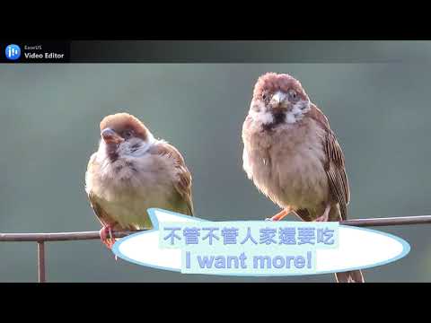 可愛的麻雀幼鳥cute-young sparrows#sparrow #麻雀 #スズメ