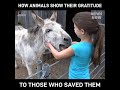 How animals show their gratitude to those who saved them