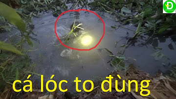 26  Cắm câu cá lóc - kinh nền vui l Fishing