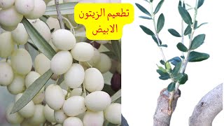 كيفية تطعيم اشجار الزيتون بالقلم اللحائي/how to graft a plants ?