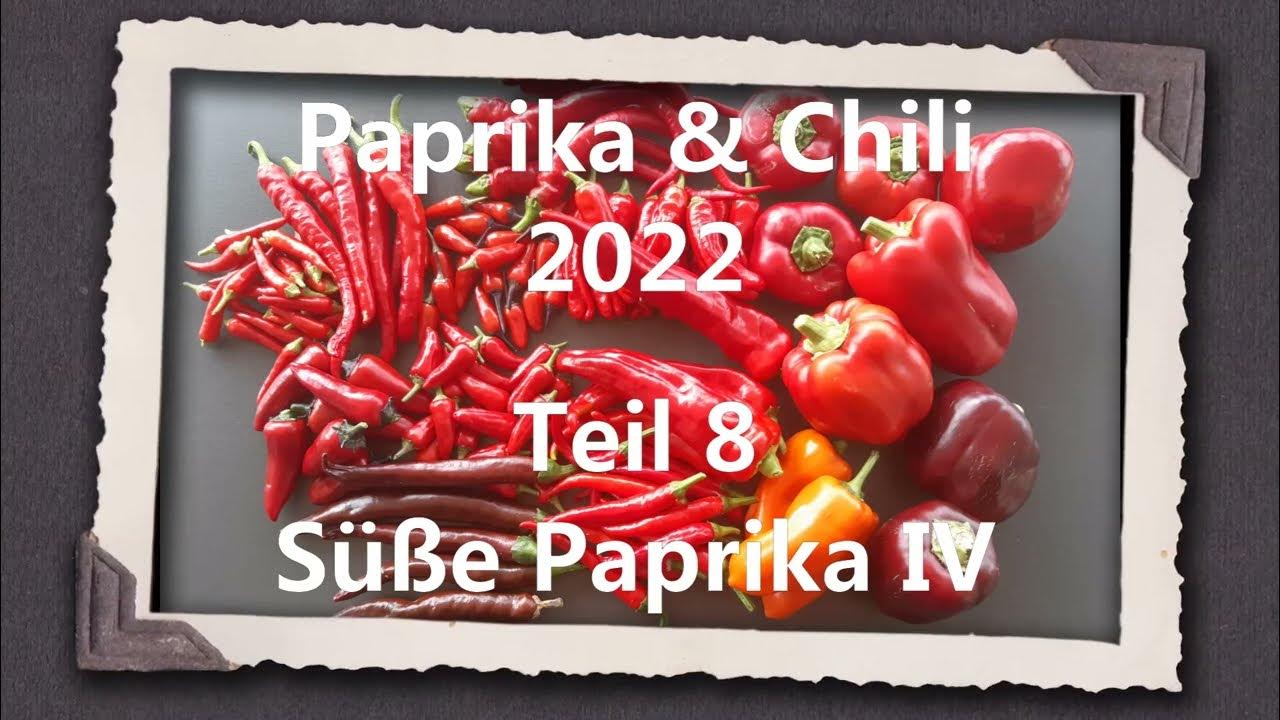 Paprika & Chili 2022 Teil 8 Süße Paprika IV YouTube
