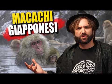 This monkey is going to the spa! thumbnail