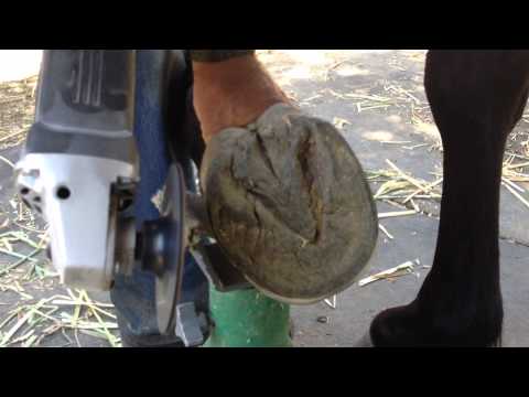 Hoof trimming a Barefoot Horse Using a Grinder - P...