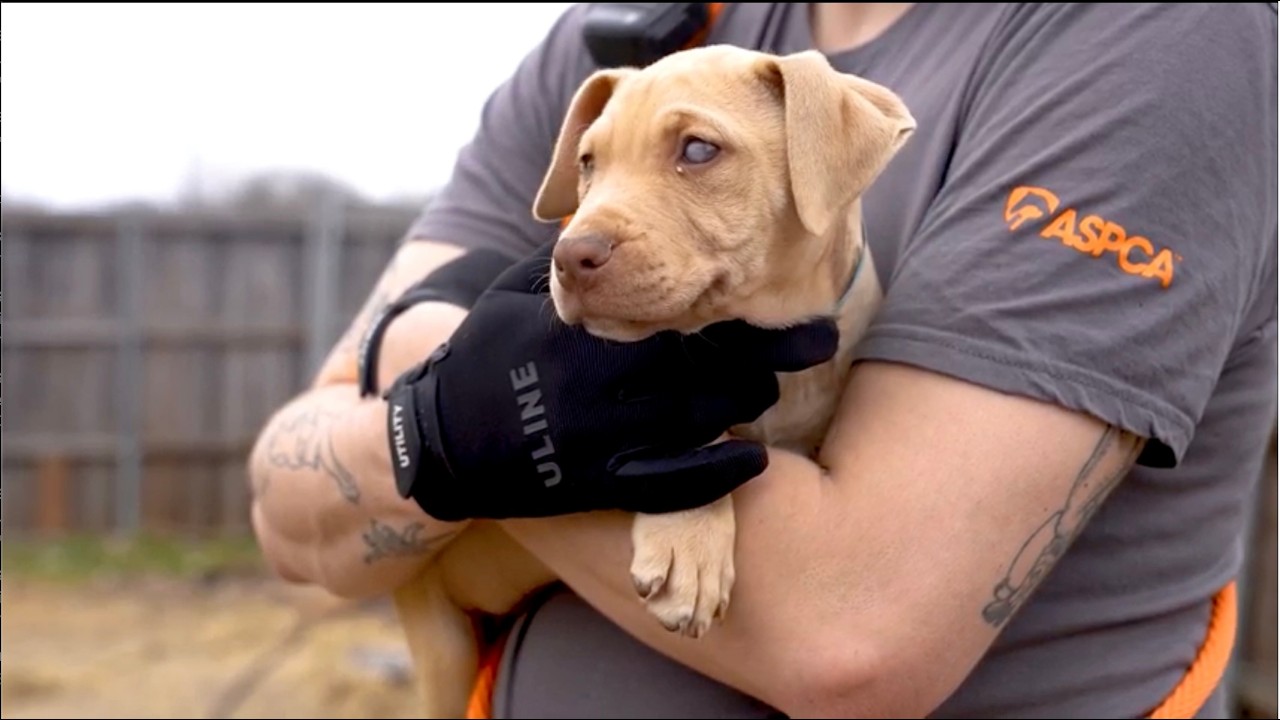 200 Dogs Rescued From Suspected Dogfighting - YouTube