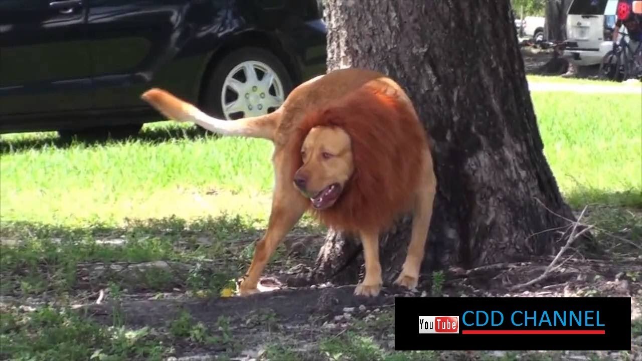 Pegadinha Cachorro Fantasiado de Leão (Prank Dog Costumed Lion)) YouTube