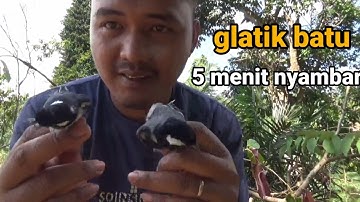 mikat burung glatik batu pakai mp3 bikin greget