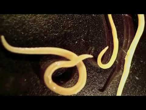 Video: La farina fossile ucciderà i nematodi?