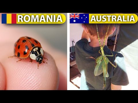 Video: De Ce Nu Există Prădători Mari în Australia