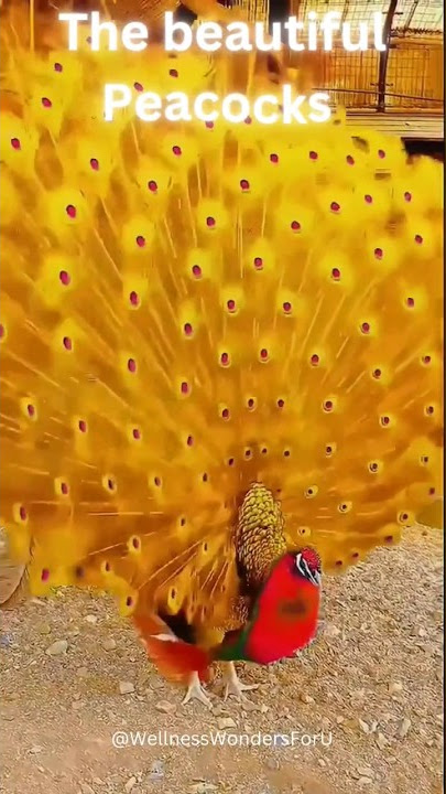 Colourful peacocks in the world. #beautiful #birds  #peacock