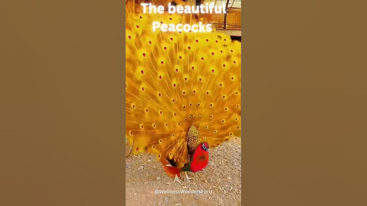 Colourful peacocks in the world. #beautiful #birds #peacock Colourful peacocks in the world. #beautiful #birds #peacock