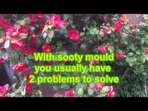 How we control black sooty mould on camellias (can also infect Bay trees, Rhododendrons etc)