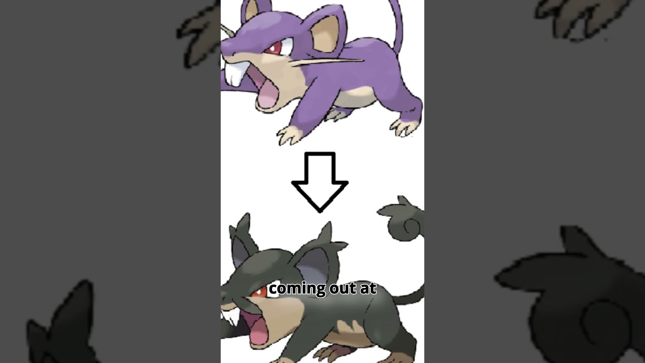 UNKNOWN FACT ABOUT ALOLAN RATTATA 