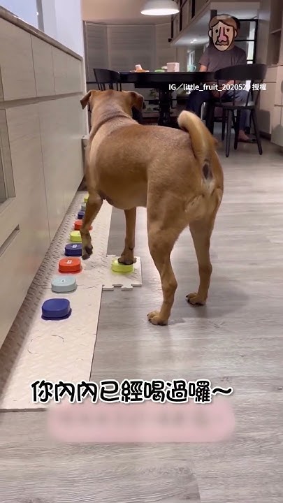 [問卦] 說比特犬自己會按開窗你ok嗎