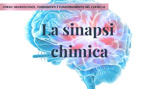 La sinapsi chimica: come comunicano i neuroni | Neuroscienze – Lezione 2D