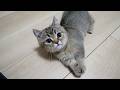 Cute kitten that suddenly starts playing chase with its owner…