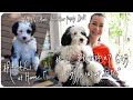 #10 子犬を迎えて６ヶ月“ダリのはじめて日記” First 6 Month With Our Puppy Dali